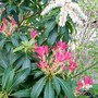 Wow factor begins (Pieris japonica (Lily of the valley bush))