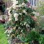 Pieris flower and new growth (Pieris japonica (Lily of the valley bush))