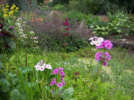 primulas by pond