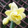 Cheerfulness (Narcissus 'Cheerfulness')