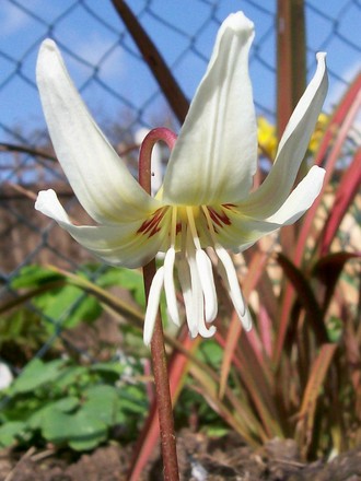 Dog Tooth Violet (Erythronium dens-canis)