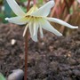 Flat out! (Erythronium dens-canis)