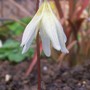 Still sleepy (Erythronium dens-canis)