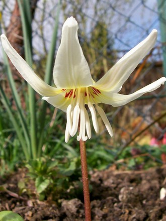 standing to attention! (Erythronium dens-canis)