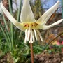 standing to attention! (Erythronium dens-canis)