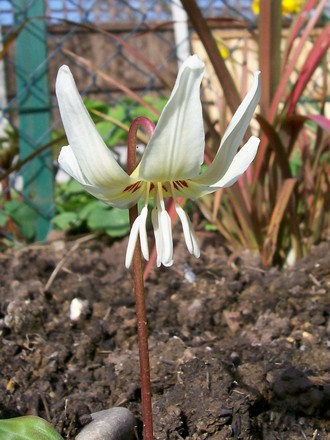 Getting there!!! (Erythronium dens-canis)