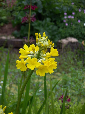 Primula prolifera
