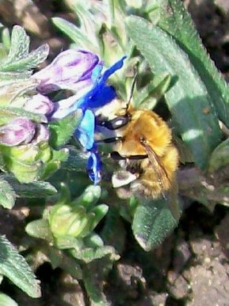buzzzz2.jpg (Lithodora diffusa (Lithodora))