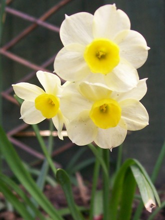 1st April 2008 - Minnow (Narcissus)