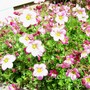 Saxifraga - full bloom (Saxifraga x arendsii)