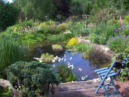 my pond