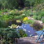 my pond