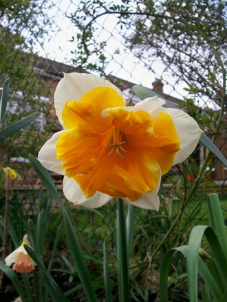 Apricot Whirl (narcissus 'apricot whirl')