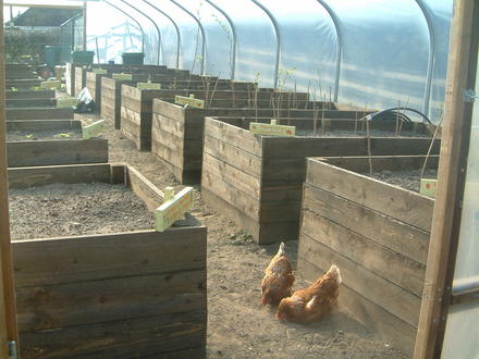 raised beds
