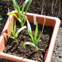 Elephant Garlic #2