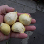Garlic in the hand