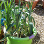 Leeks
