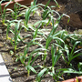 Pink Lady Garlic