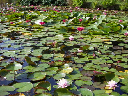 Waterlillies at Bennetts