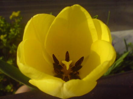 yellow Tulip