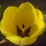 yellow Tulip