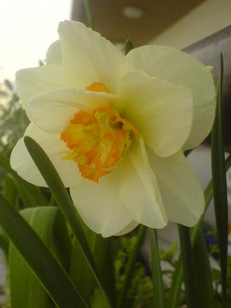 Daffodil