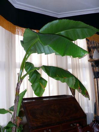 Resting place for the Banana over winter! (Musa basjoo (Japanese banana))