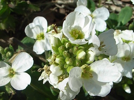 White arabis (Arabis)