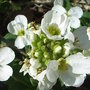 White arabis (Arabis)