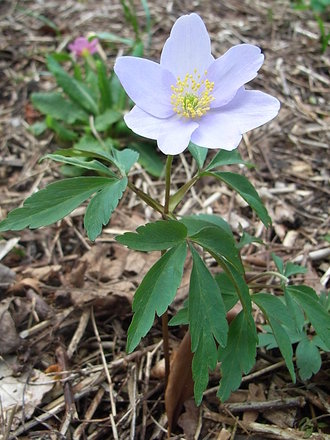 Anemone nemerosa 'Robinsoniana' (Anemone nemerosa 'Robinsoniana')