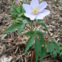 Anemone nemerosa 'Robinsoniana' (Anemone nemerosa 'Robinsoniana')