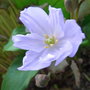 Jeffersonia dubia