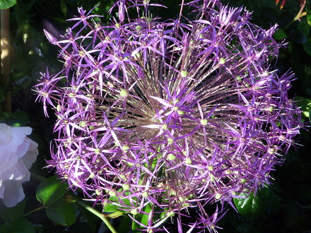 Allium Christophii