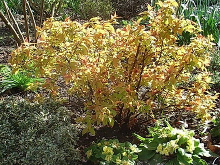 Spiraea japonica 'Goldflame' - new foliage (Spiraea japonica 'Goldflame')