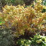 Spiraea japonica 'Goldflame'