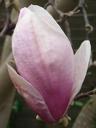 Magnolia x soulangeana - bud (Magnolia x soulangeana)