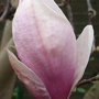 Magnolia_x_soulangeana_-_bud