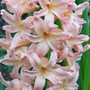 hyacinth2.jpg (Hyacinthus orientalis)