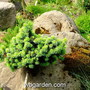 Picea_abies_slamaz