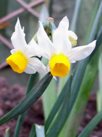 Jack Snipe (Narcissus)