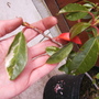 Mystery Plant